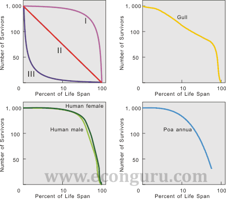 Population Survivorship Curves