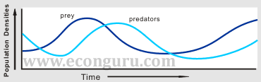 Predator-Prey Population Dynamics